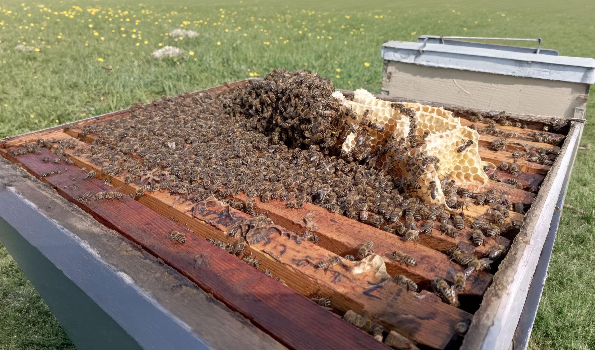 Αλεξάνδρα Σωτηράκη | InTheBeeBox