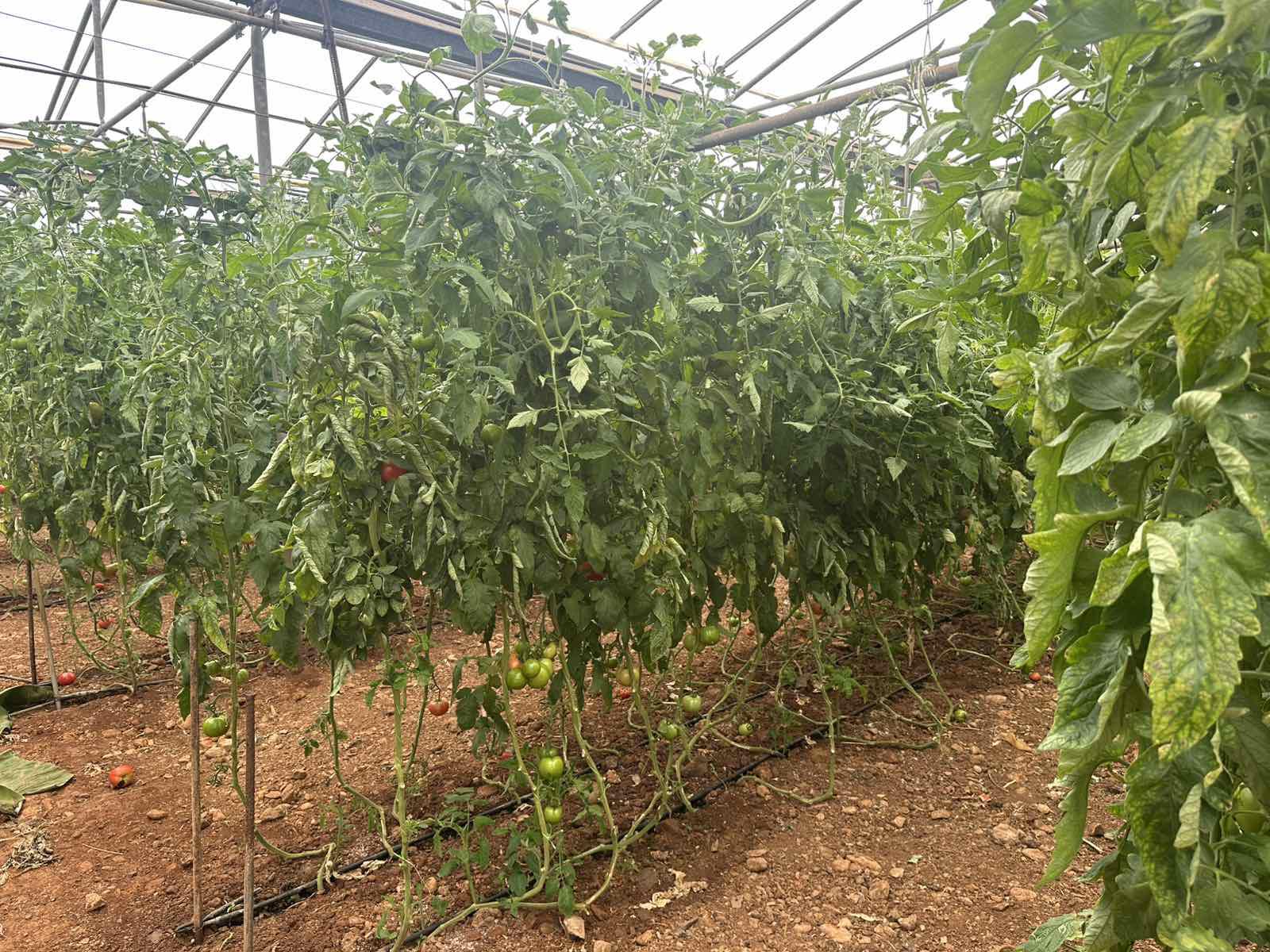 Νίκος & Κατερίνα | Agritales
