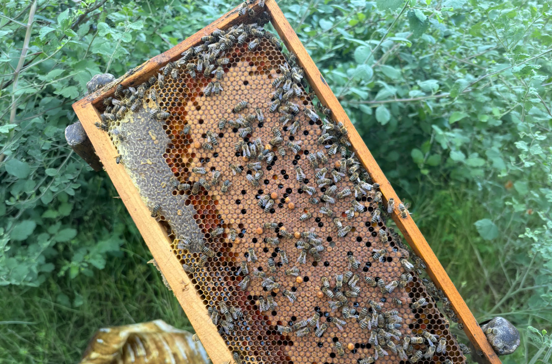 Μπόρις & Αλεξάνδρα | Melissanidis Honey