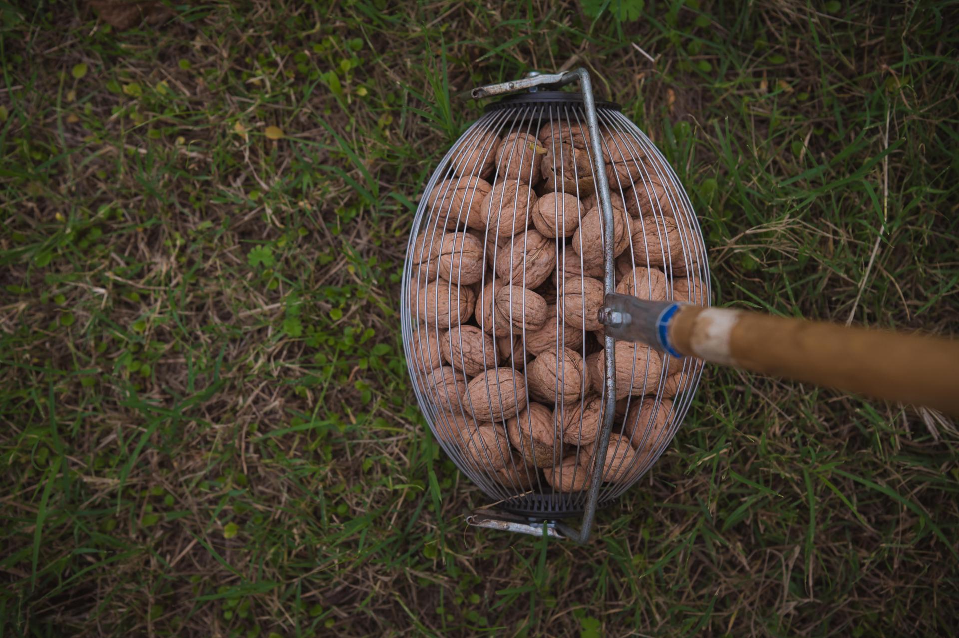 Βιολογικά Καρύδια 250g EvrosNuts