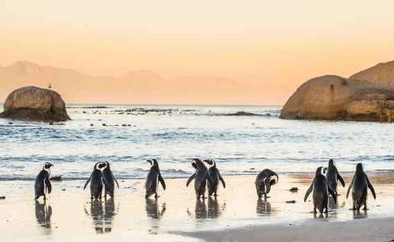 A serene scene of African penguins on a sandy beach during sunrise or sunset. Approximately 10-12 penguins are scattered along the water's edge, some interacting or preening. The wet sand reflects their silhouettes, while the calm ocean, rocky outcrops, and distant hazy mountains are bathed in warm golden-orange light under a soft sky.