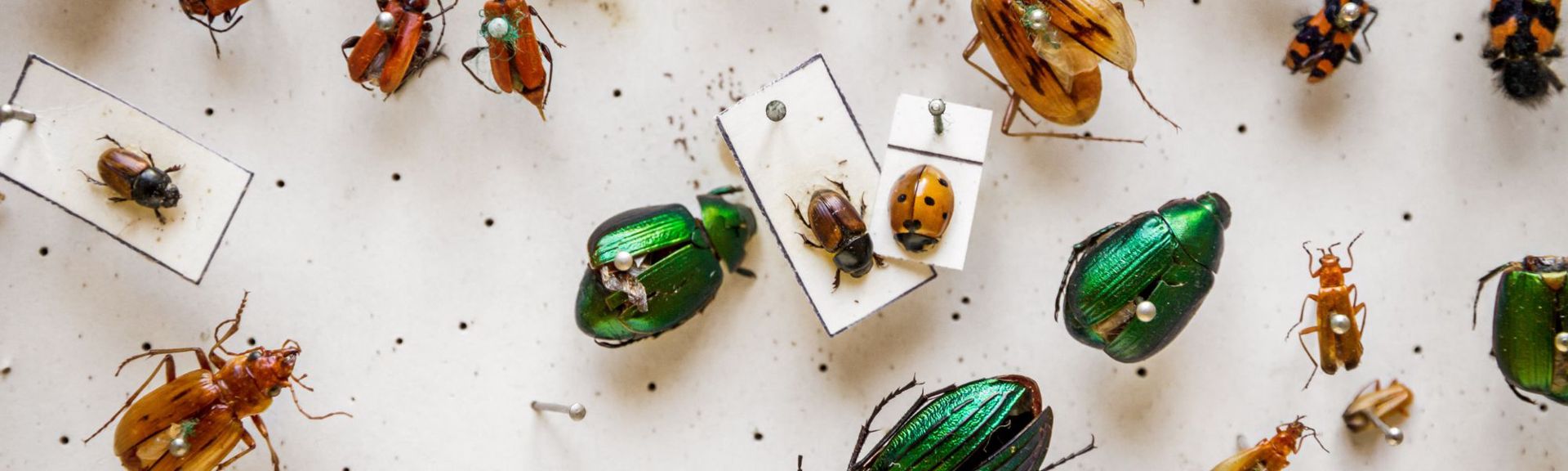 A series of scarbos and beetles laid out in a display at the Goulandris Museum of Natural History in Kifissia.  A place where nature and science are presented in ways that children and families can observe and learn about the evolution of the earth and the living beings in it.  