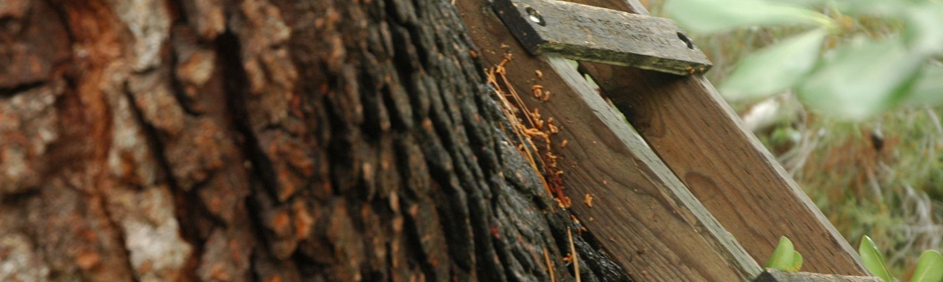Children exploring the Riesenwald adventure forest, climbing on wooden play structures surrounded by tall trees and natural forest scenery.”