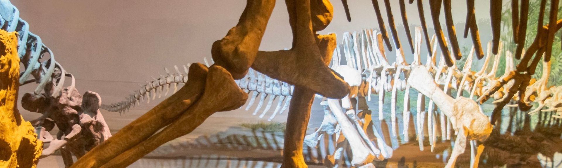 "The Zoological and Paleontological Museums of the University of Zurich," this exhibit is likely part of their paleontology collection. These museums are known for their scientifically significant fossil displays, including reconstructions of prehistoric animals.