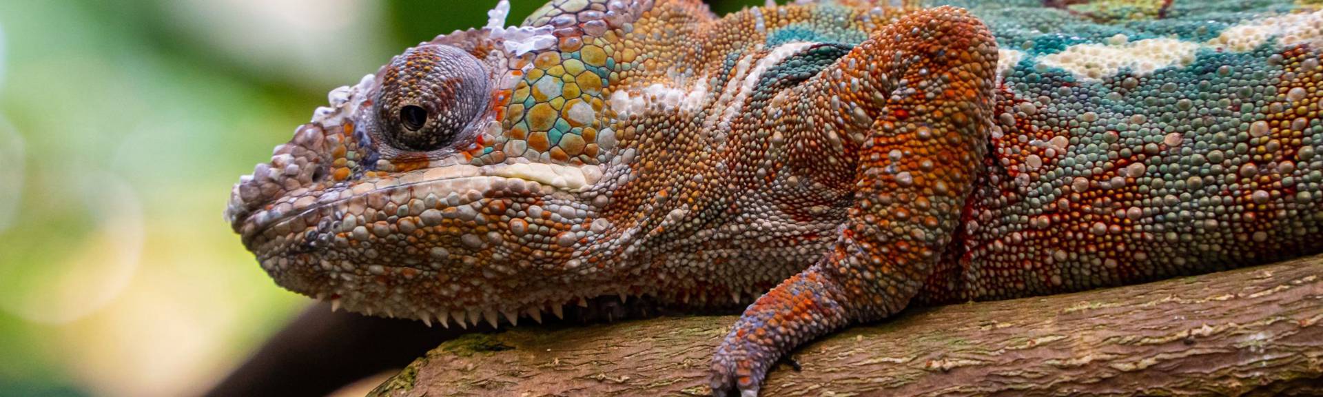 A large and colorful iguana inside the terrariums at the Zurich Zoo, an ideal for children and families to spend time together all year round in Zurich.  