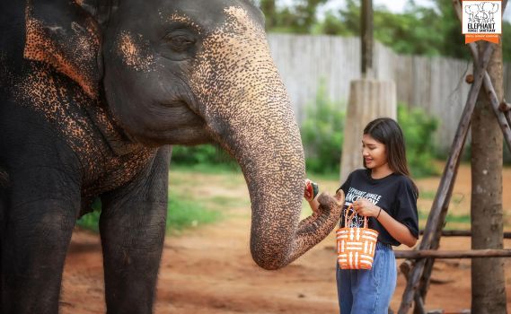 A young girl feeding a large elephant at an outdoor sanctuary. The elephant, dark gray with pinkish patches on its trunk and ears, extends its trunk towards the woman, who holds a small basket and smiles gently. The setting features reddish-brown earth, green trees, and a wooden fence, with branding for 'The Elephant Jungle Sanctuary' visible in the corner.