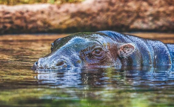 A close-up view of a hippopotamus partially submerged in calm water, with its head, right eye, ear, and nostrils visible above the surface. The hippo's wet, textured skin reflects natural daylight, while the water shows gentle ripples and reflections. The blurred background features earthy tones, suggesting a natural habitat.