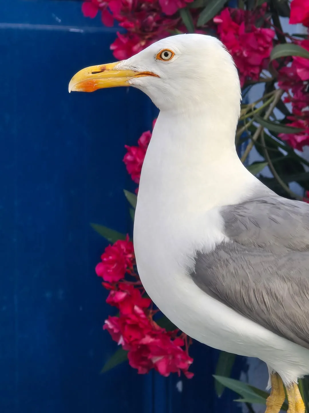 A seagull among bougainvillea flowers, Koufonisia