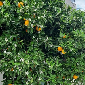 Κλειστός χώρος εκδηλώσεων στο Κτήμα Filoxenia